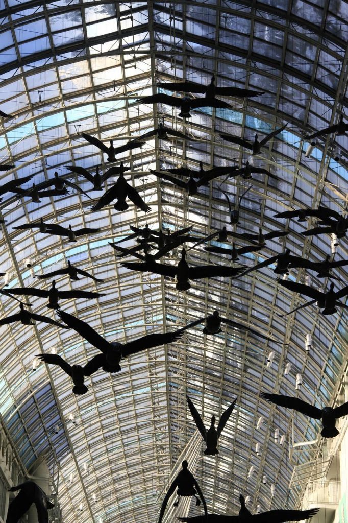 mall, toronto, birds-313957.jpg